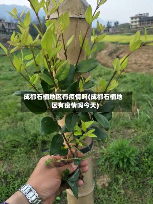 成都石楠地区有疫情吗(成都石楠地区有疫情吗今天)-第3张图片